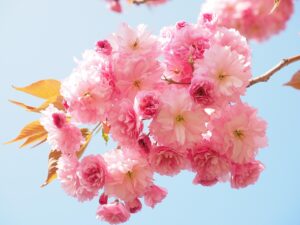 デリケートゾーンの匂いとホルモンの関係は何ですか？