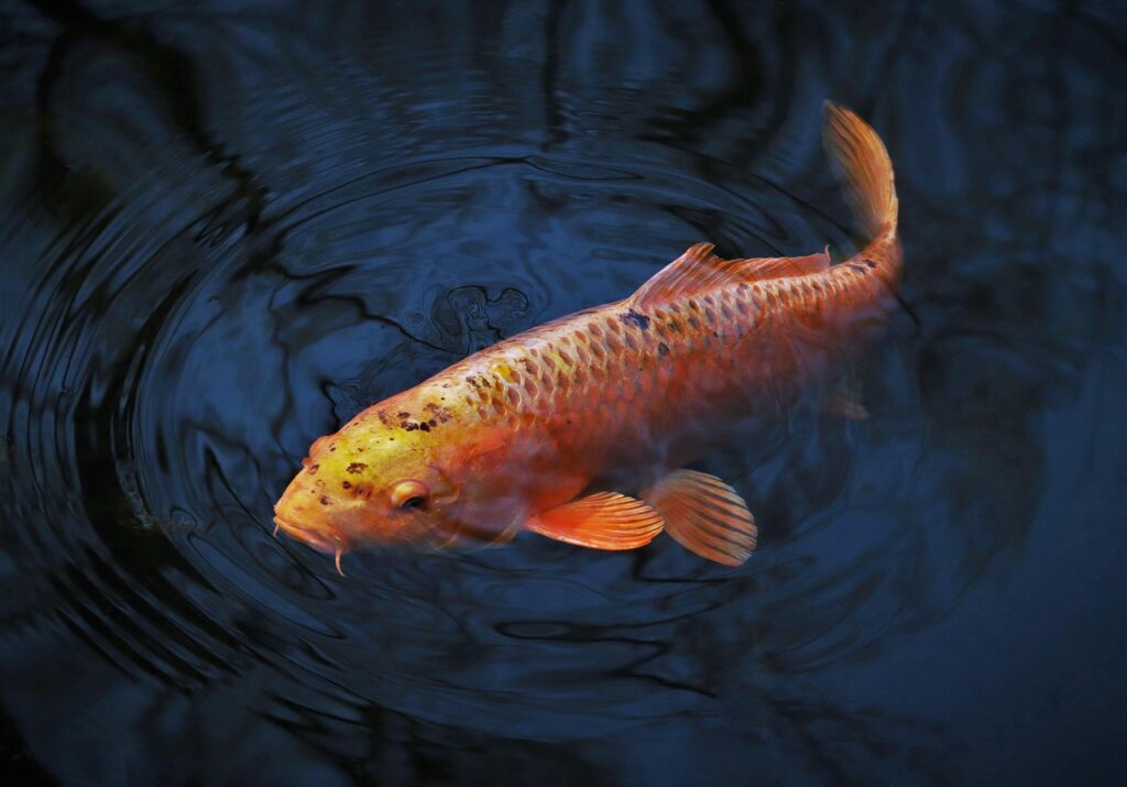 生理中に魚臭いと感じる理由とその対策は？
