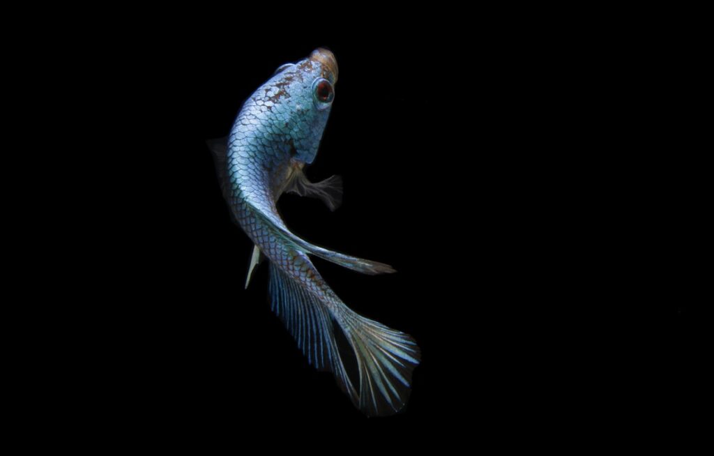 生理中に魚臭いと感じる理由は何ですか？