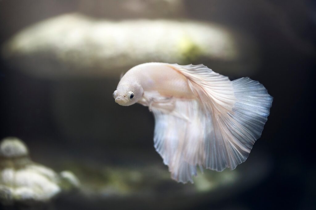 生理中の魚の臭いに関する知恵袋での対策は？