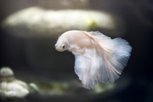 生理中の魚の臭いに関する知恵袋での対策は？