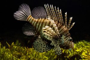 生理中の魚の臭い対策に関する知恵袋は？