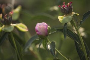 閉経後の体臭に対する効果的な対策は？